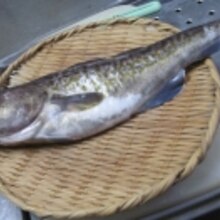 凝縮した深い味わい 真鱈の昆布締め レシピ 作り方 By Startrek 楽天レシピ 凝縮した深い味わい 真鱈の昆布締め レシピ 作り方 By Startrek 楽天レシピ